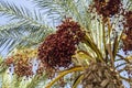 Ripe dates on palm tree Royalty Free Stock Photo