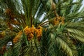 Ripe dates on a palm tree, Morocco