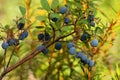 Ripe Bog bilberries, Vaccinium uliginosum, in Estonian forest