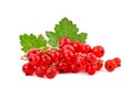 Ripe delicious red currant white background. Royalty Free Stock Photo