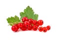 Ripe delicious red currant white background. Royalty Free Stock Photo