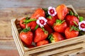 Ripe delicious strawberries in a wooden box Royalty Free Stock Photo