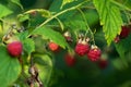 Ripe and delicious Wild rasberry, Rubus idaeus