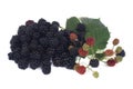 Ripe dewberry on white Royalty Free Stock Photo