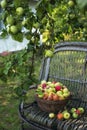 Ripe different varieties of apples in a wicker basket in an apple orchard. Harvesting on the farm, Royalty Free Stock Photo