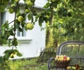 Ripe different varieties of apples in a wicker basket a in an apple orchard. Harvesting on the farm, Royalty Free Stock Photo