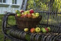 Ripe different varieties of apples in a wicker basket in an apple orchard. Harvesting on the farm, in the village. Royalty Free Stock Photo