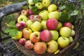 Ripe different varieties of apples in a wicker basket Royalty Free Stock Photo