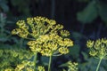 Ripe dill in the garden.