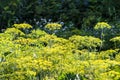 Ripe dill in the garden.