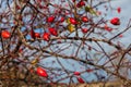 Ripe dogrose berries in fall