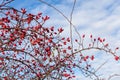 Ripe dogrose berries in fall