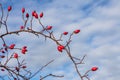 Ripe dogrose berries in fall