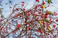 Ripe dogrose berries in fall