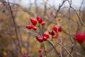 Ripe Dogrose Berries