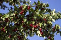 Ripe dogwood berries grow on a tree. Harvest, summer. The red berries