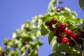 Ripe dogwood berries grow on a tree. Harvest, summer.