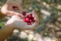 Ripe dogwood berries in hand, close - up