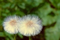 Ripe downy flowers mother and stepmother closeup on a green blurry background in bloom in spring.