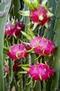 Ripe dragon fruit fresh growing on a dragon fruit tree Royalty Free Stock Photo