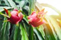 Ripe dragon fruit fresh growing on a dragon fruit tree plantation background - pitaya on summer