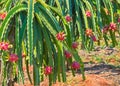 Ripe dragon fruit