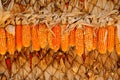 Ripe dried corn cobs Royalty Free Stock Photo