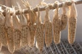 Ripe dried corn cobs hanging on the Bamboo rail Royalty Free Stock Photo