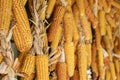 Ripe dried corn cobs hanging. close up