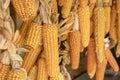 Ripe dried corn cobs hanging. close up Royalty Free Stock Photo