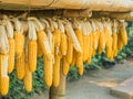 Ripe Dried Corn Cobs Hanging