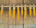 Ripe Dried Corn Cobs Hanging on Old Bamboo Wall Royalty Free Stock Photo