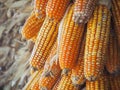 Ripe dried corn cobs hanging outside a barn