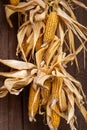 Ripe dried corn cobs hanging on wood background