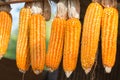 Ripe dried corn cobs hanging on the wooden. Royalty Free Stock Photo