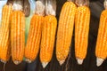 Ripe dried corn cobs hanging on the wooden.