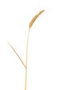Ripe dried spikelet of barley isolated on a white background