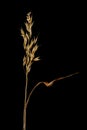 Ripe dried spikelet of oats isolated on black