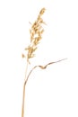 Ripe dried spikelet of oats isolated on a white background.