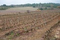 Ripe and dry bunches of red tempranillo grapes after harvest, vineyards of La Rioja wine region in Spain, Rioja Alavesa in winter Royalty Free Stock Photo