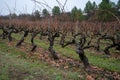 Ripe and dry bunches of red tempranillo grapes after harvest, vineyards of La Rioja wine region in Spain, Rioja Alavesa in winter Royalty Free Stock Photo