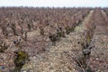 Ripe and dry bunches of red tempranillo grapes after harvest, vineyards of La Rioja wine region in Spain, Rioja Alavesa in winter Royalty Free Stock Photo