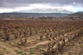 Ripe and dry bunches of red tempranillo grapes after harvest, vineyards of La Rioja wine region in Spain, Rioja Alavesa in winter Royalty Free Stock Photo