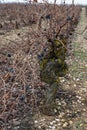 Ripe and dry bunches of red tempranillo grapes after harvest, vineyards of La Rioja wine region in Spain, Rioja Alavesa in winter Royalty Free Stock Photo