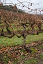 Ripe and dry bunches of red tempranillo grapes after harvest, vineyards of La Rioja wine region in Spain, Rioja Alavesa in winter Royalty Free Stock Photo