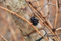 Ripe and dry bunches of red tempranillo grapes after harvest, vineyards of La Rioja wine region in Spain, Rioja Alavesa in winter Royalty Free Stock Photo