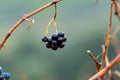 Ripe and dry bunches of red tempranillo grapes after harvest, vineyards of La Rioja wine region in Spain, Rioja Alavesa in winter Royalty Free Stock Photo