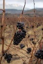 Ripe and dry bunches of red tempranillo grapes after harvest, vineyards of La Rioja wine region in Spain, Rioja Alavesa in winter Royalty Free Stock Photo