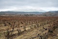 Ripe and dry bunches of red tempranillo grapes after harvest, vineyards of La Rioja wine region in Spain, Rioja Alavesa in winter Royalty Free Stock Photo