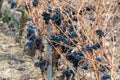 Ripe and dry bunches of red tempranillo grapes after harvest, vineyards of La Rioja wine region in Spain, Rioja Alavesa in winter Royalty Free Stock Photo